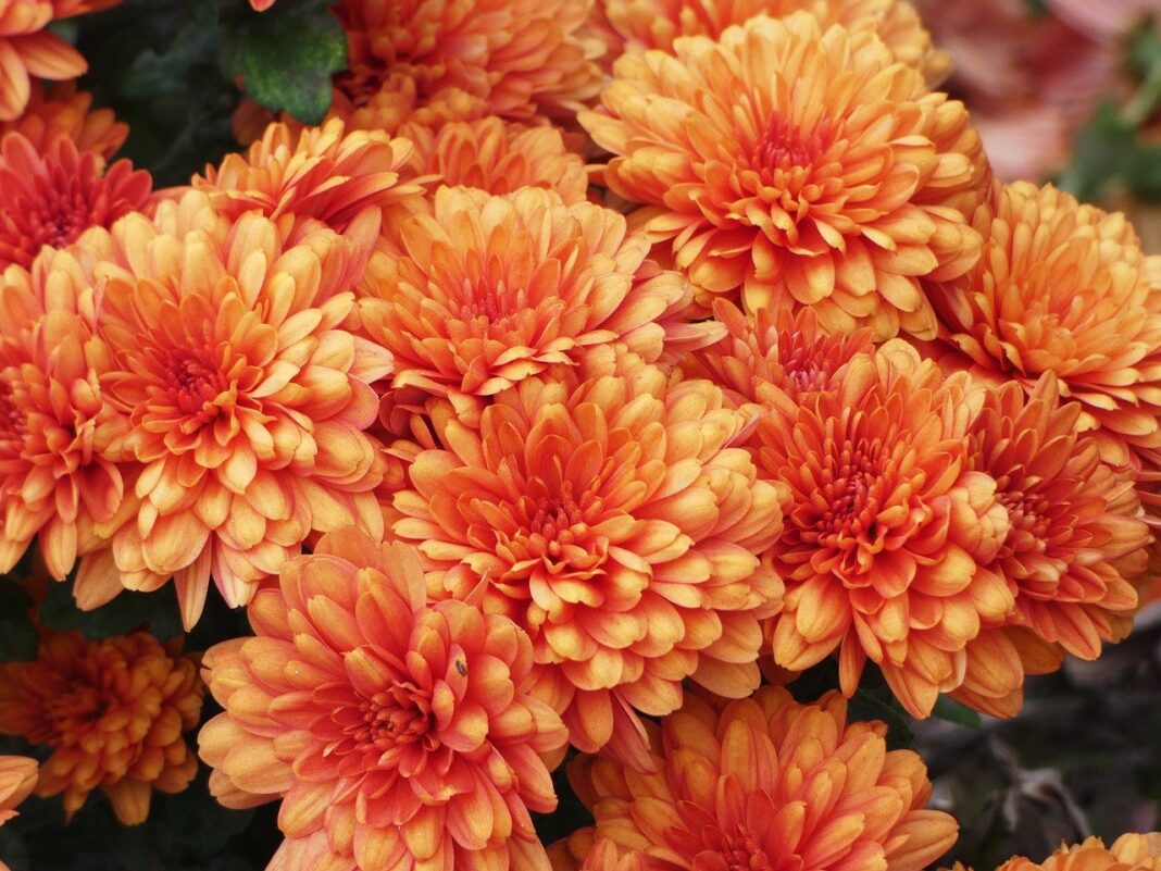 orange flowers, flowers, nature-8087066.jpg