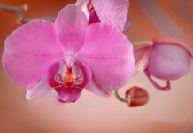 orchid, pink, flower-8470045.jpg