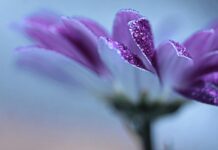 purple flower, flower, dewdrop-7107429.jpg