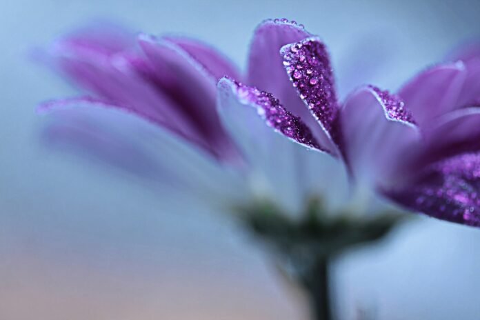 purple-flower-flower-dewdrop-7107429 purple flower, flower, dewdrop-7107429.jpg