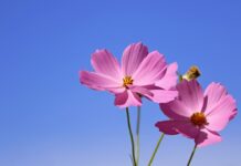 cosmos, flower, flower wallpaper-6680031.jpg