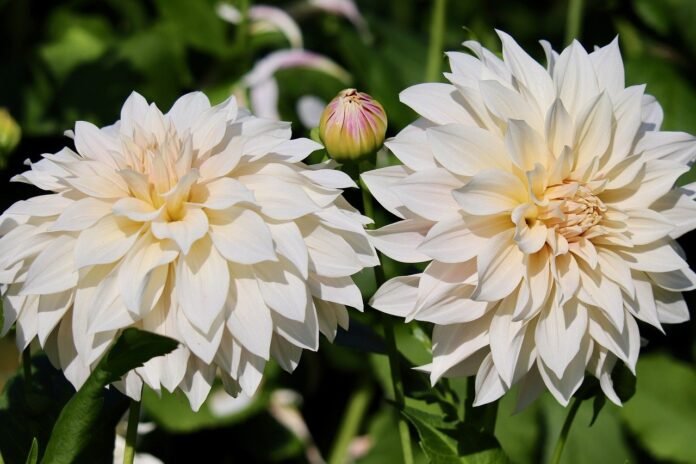 dahlias-dahlia-flowers-cream-colors-8258327 dahlias, dahlia flowers, cream colors-8258327.jpg