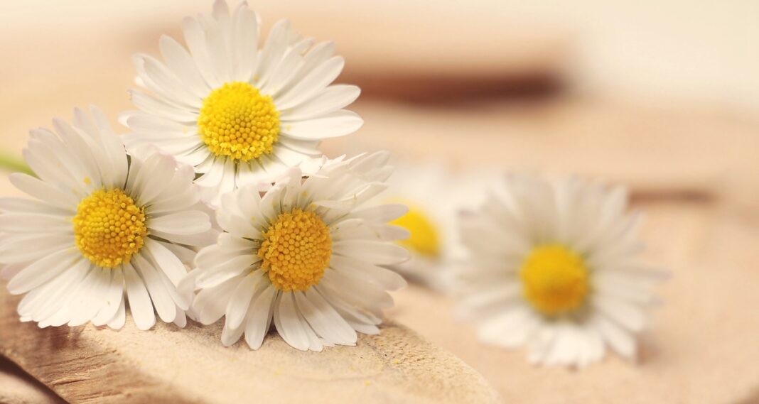 daisy, thank you, romantic-2313971.jpg