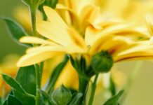 flower, flower wallpaper, marguerite-7192379.jpg