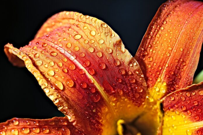 flower, orange flower, beautiful flowers-7242158.jpg