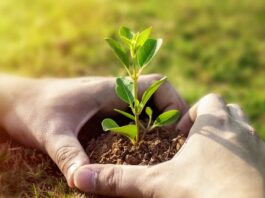 plant, planting, life-7702558.jpg