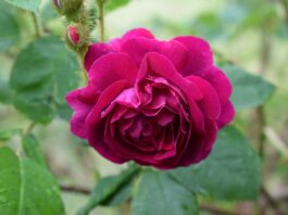 ros, flower background, roses-2510970.jpg