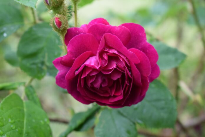 ros-flower-background-roses-2510970 ros, flower background, roses-2510970.jpg