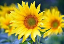 sunflowers, flowers, summer-8351807.jpg