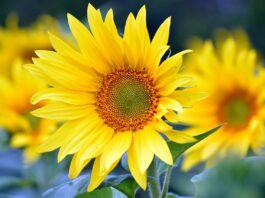 sunflowers, flowers, summer-8351807.jpg