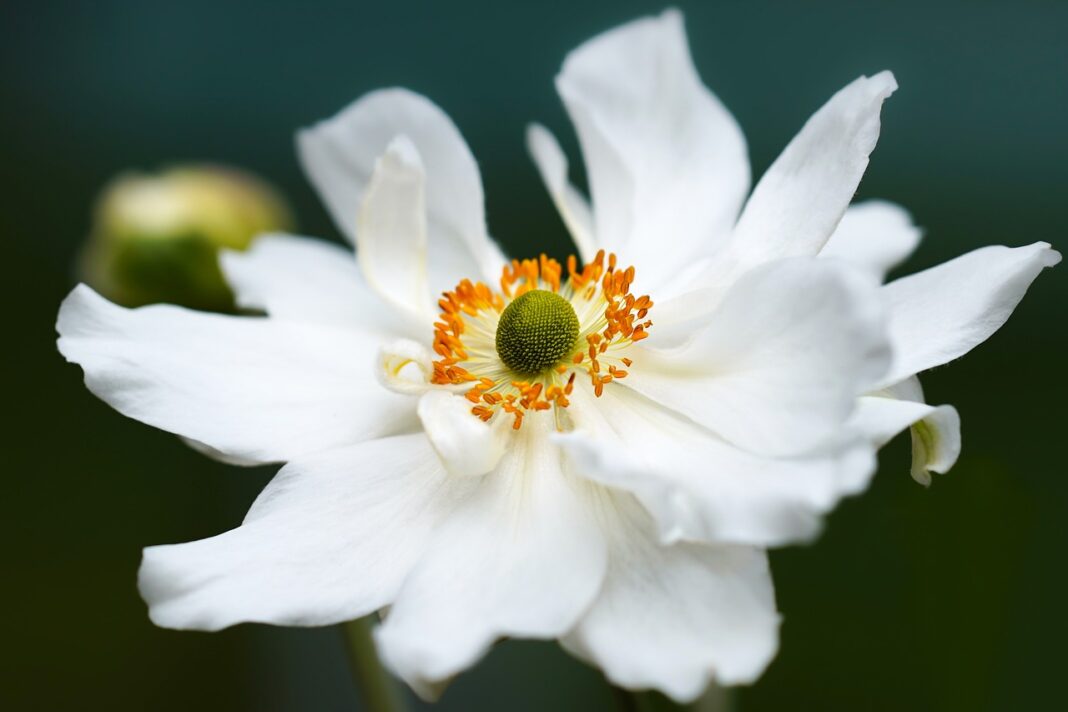 anemone, flower, white flower-6545519.jpg