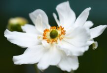 anemone, flower, white flower-6545519.jpg