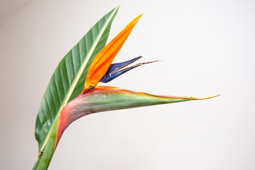 bird of paradise flower, strelitzia, flower-6632515.jpg