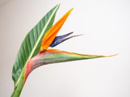 bird of paradise flower, strelitzia, flower-6632515.jpg