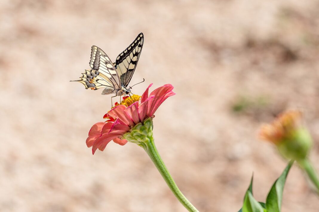 butterfly, flower, flower wallpaper-4392802.jpg