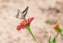 butterfly, flower, flower wallpaper-4392802.jpg