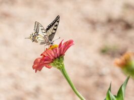 butterfly, flower, flower wallpaper-4392802.jpg