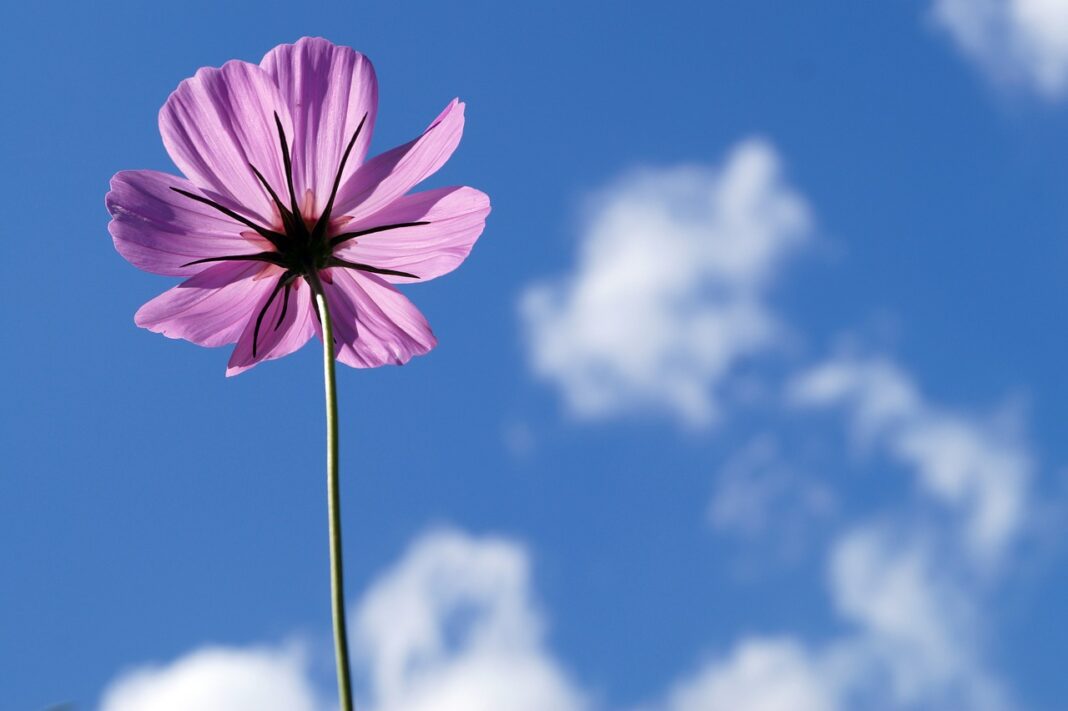 cosmea, pink, flower-6529220.jpg