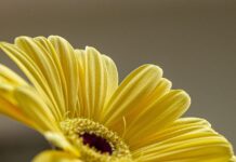 flower, yellow flower, bloom-6520851.jpg