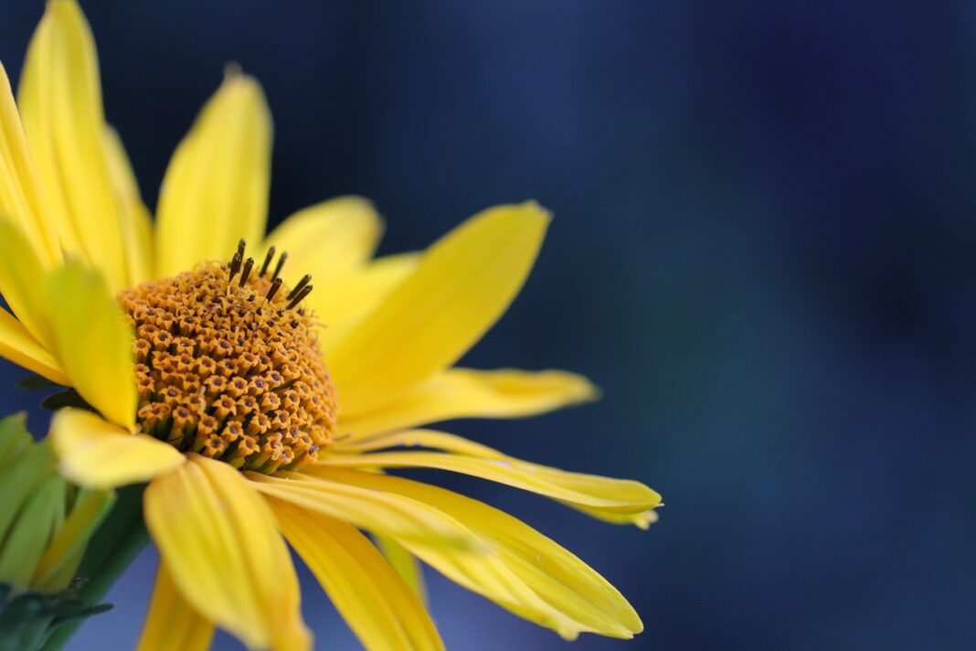 flower, yellow flower, petals-7341288.jpg