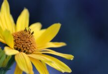 flower, yellow flower, petals-7341288.jpg