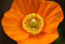 iceland poppy, flower, beautiful flowers-7040946.jpg