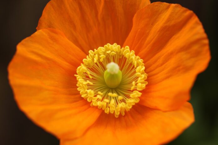 iceland poppy, flower, beautiful flowers-7040946.jpg
