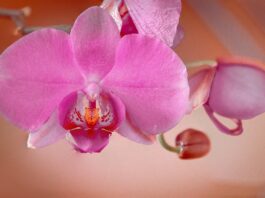 orchid, pink, flower background-8470045.jpg