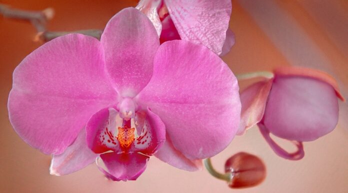 orchid, pink, flower background-8470045.jpg