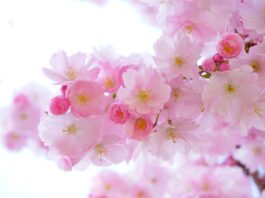 pink, cherry blossoms, flower wallpaper-324175.jpg