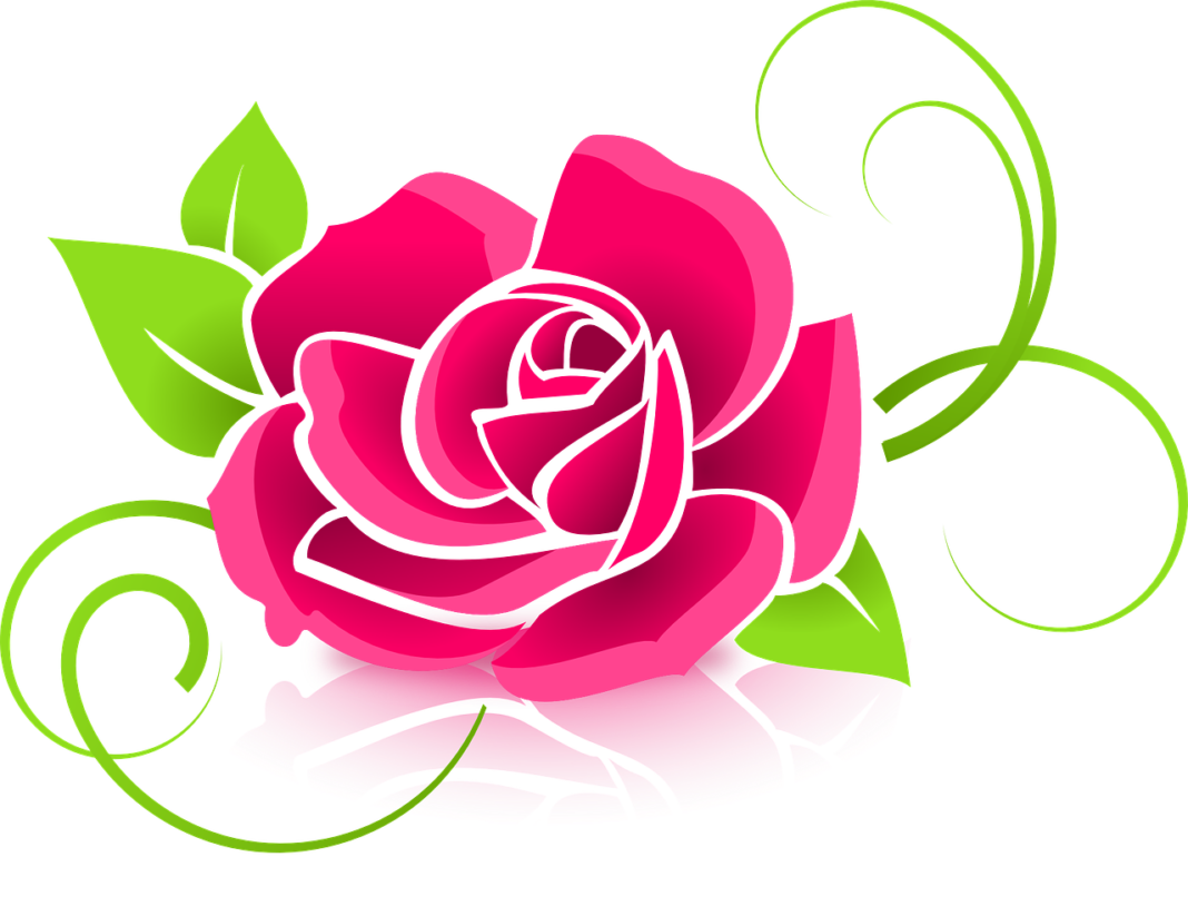 rose, flower, petals-398576.jpg