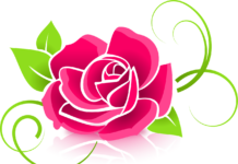 rose, flower, petals-398576.jpg