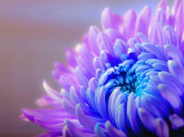 chrysanthemum, flower, plant-1332994.jpg