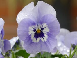 flower, pansy, botany-8598044.jpg