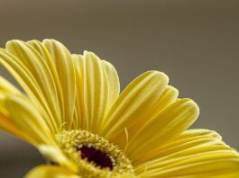 flower, yellow flower, beautiful flowers-6520851.jpg