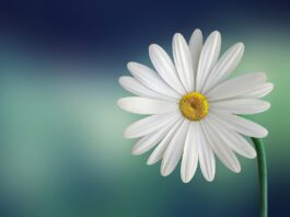 marguerite, daisy, flower-729510.jpg