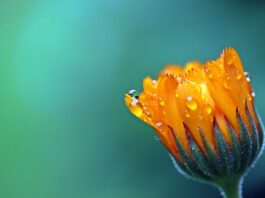 marigold, flower background, flower-1568646.jpg