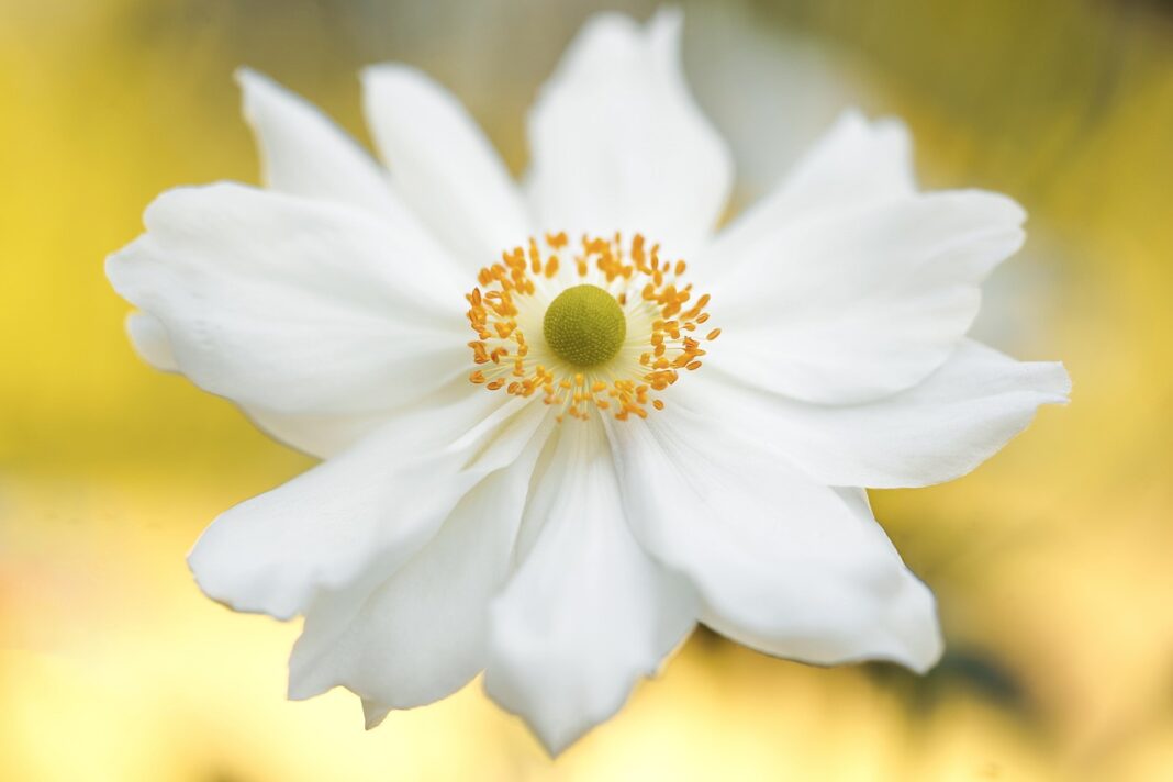 anemone, flower, white flower-6665274.jpg