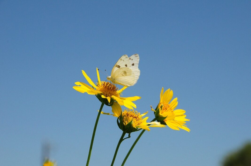 butterfly, bloom, insects, wing, blue, papilio, coloured-9306937.jpg