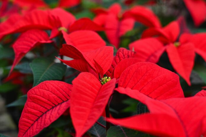 christmas, holiday, decoration-4536001.jpg