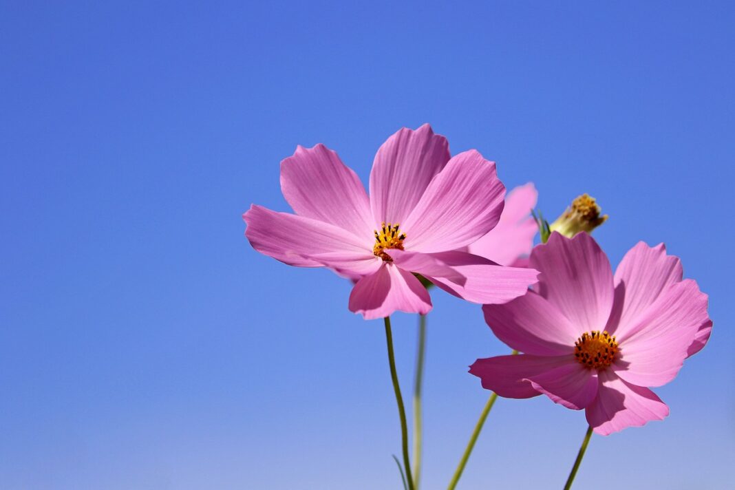 cosmos, beautiful flowers, flower-6680031.jpg