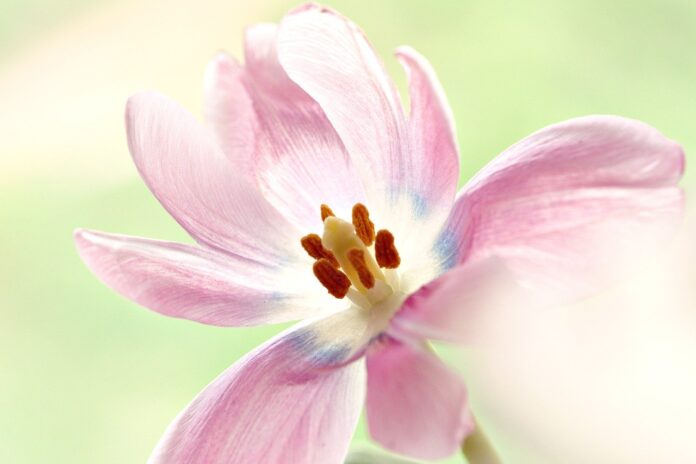 flower, pistils, pollen, beautiful flowers, flora, nature, flower wallpaper, flower background, flower, flower, flower, flower, flower-8092680.jpg