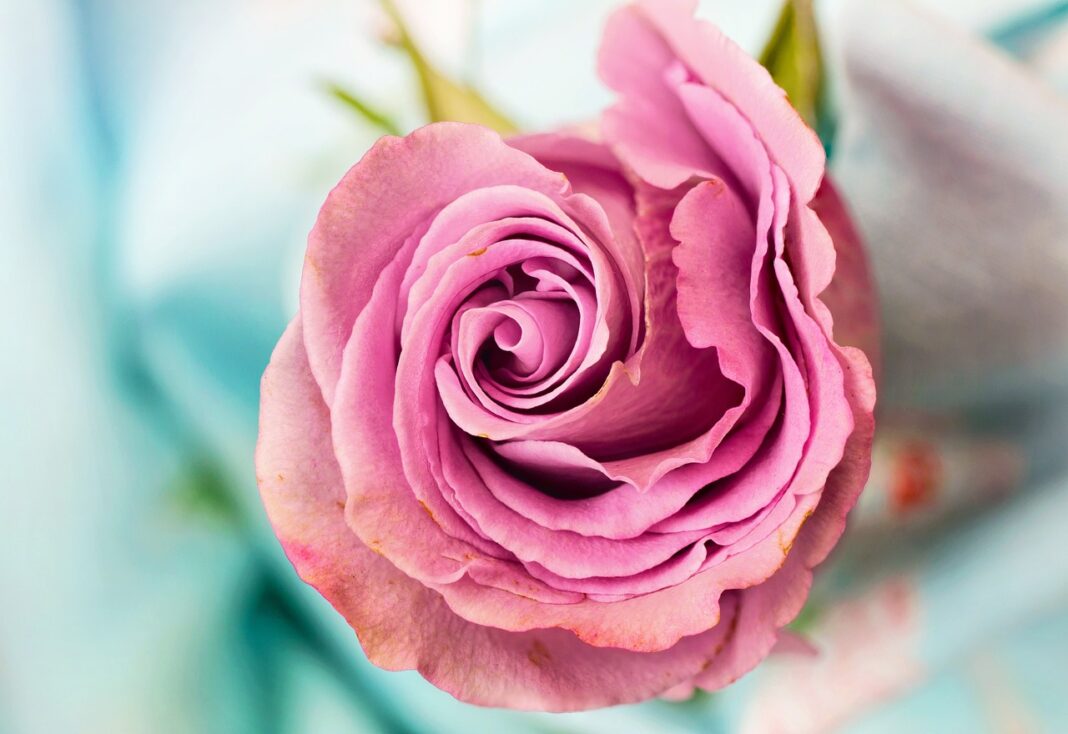 rose, flower, petal, love, floral, nature, macro, pink, rose wallpaper, rose flower, rose, beautiful flowers, rose, flower background, flower wallpaper, rose, flower, flower, flower, flower, flower, love, love, love-3142529.jpg