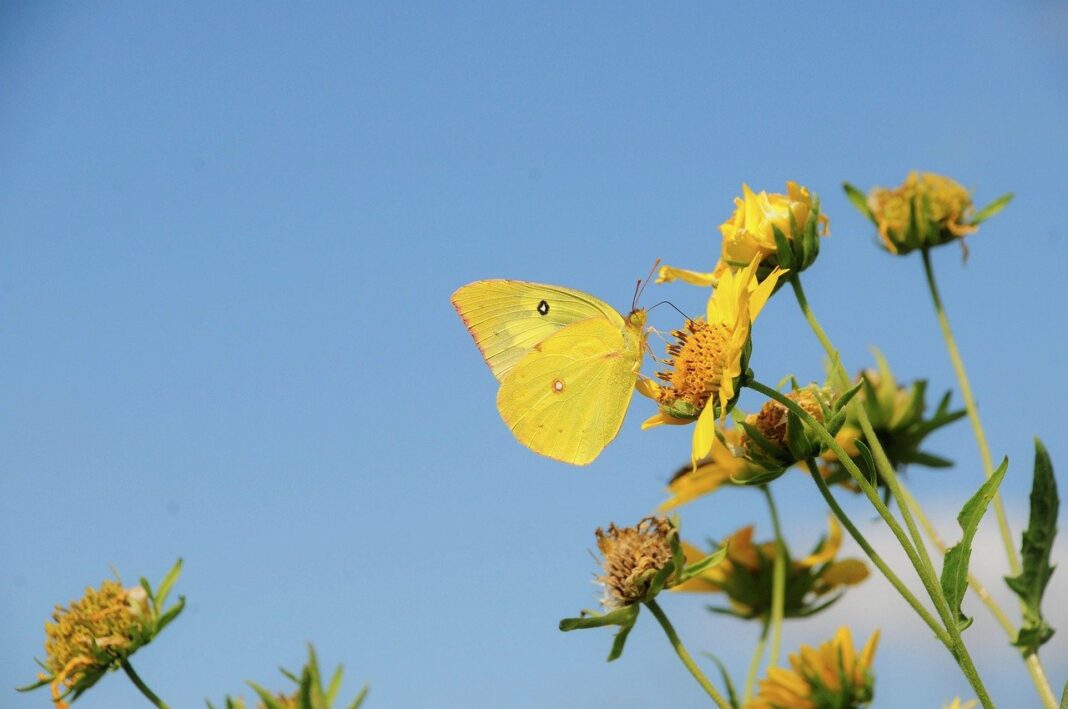 butterfly, flowers, pollination, nature, insect, blossom, pollinate, closeup-9420942.jpg