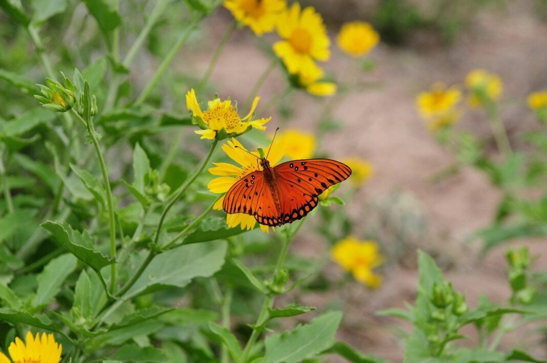 butterfly, insect, flower, wings, pollinator, bloom, plant, garden, nature, closeup-9405642.jpg