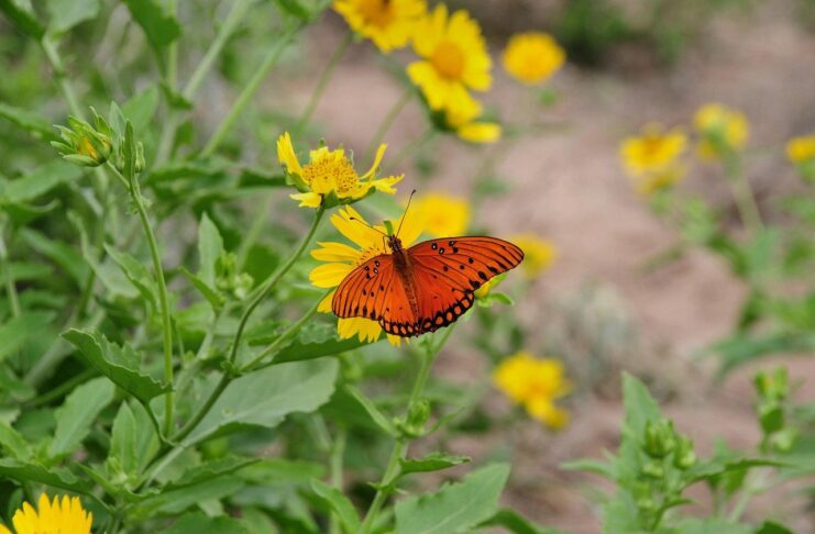 butterfly, insect, flower, wings, pollinator, bloom, plant, garden, nature, closeup-9405642.jpg