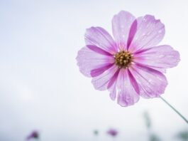 cosmos flower, purple, flower, beautiful flowers, petals, flower wallpaper, bloom, blossom, flora, nature, plant, single flower, flowering plant, close up, flower, flower, flower, flower, flower background, flower-1712177.jpg