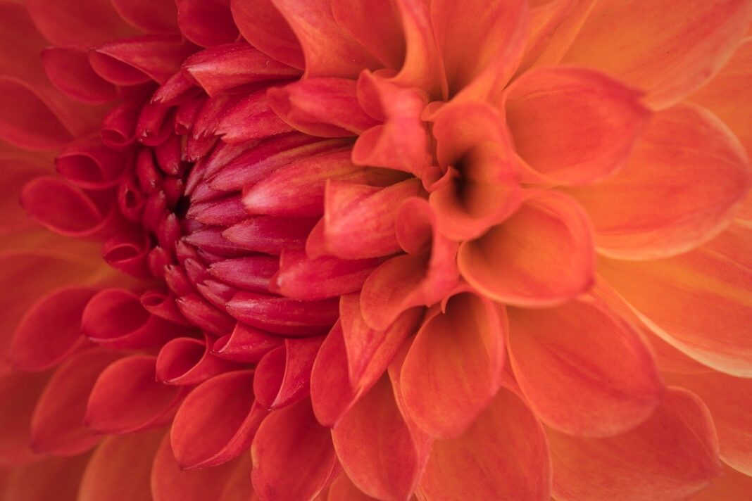 dahlia, flower, plant, petals, bloom, wildlife, nature, flower background, flora, closeup, dahlia, flower, flower wallpaper, flower, flower, beautiful flowers, flower, flower, bloom, bloom, bloom, nature-8345799.jpg