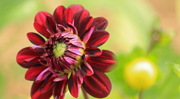 dahlia, flower, plant, red flower, flower wallpaper, petals, beautiful flowers, flower background, bloom, blossom, nature, flower, flower, flower, flower, flower-8271071.jpg