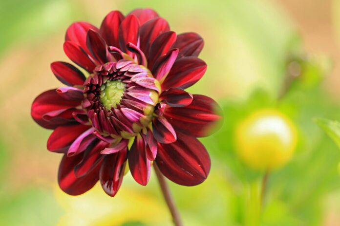 dahlia, flower, plant, red flower, flower wallpaper, petals, beautiful flowers, flower background, bloom, blossom, nature, flower, flower, flower, flower, flower-8271071.jpg